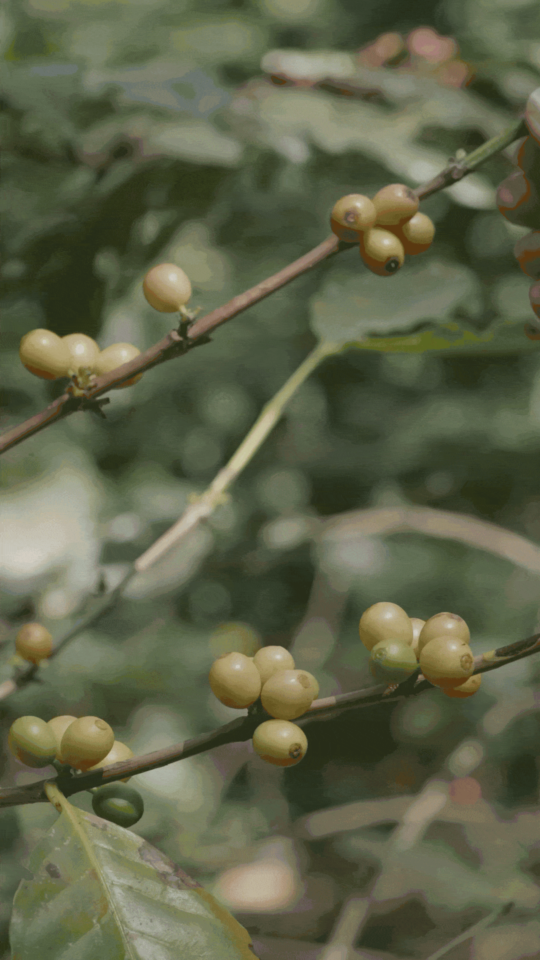 alberi della piantagione di caffè