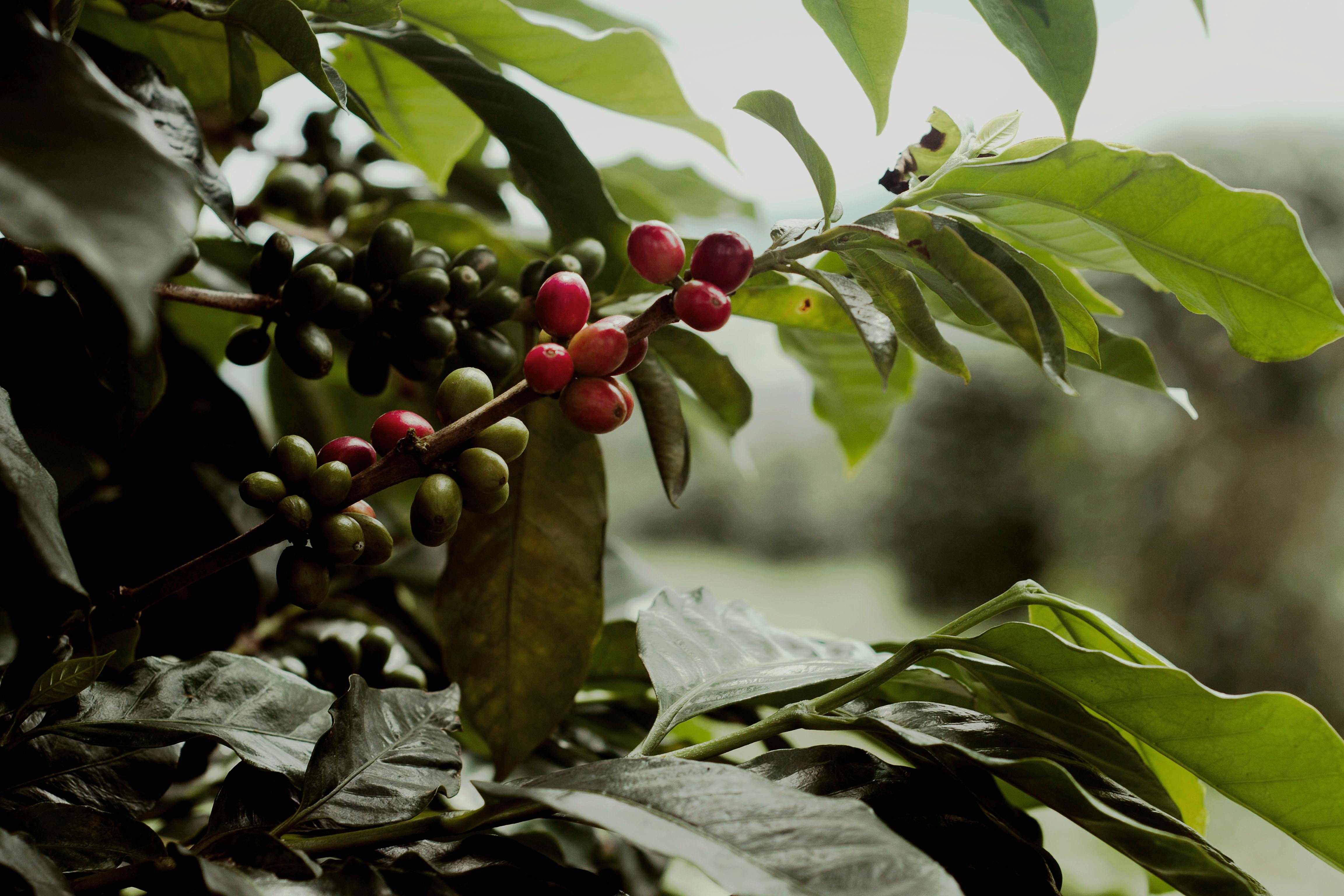 Piantagione Caffé Milani 